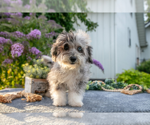 Medium Photo #1 Poovanese Puppy For Sale in CAPAC, MI, USA