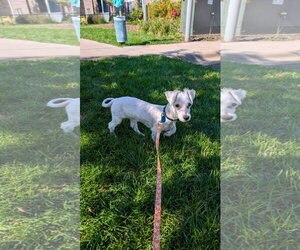 Archie - Male Maltese Dog for Adoption - Photo #2