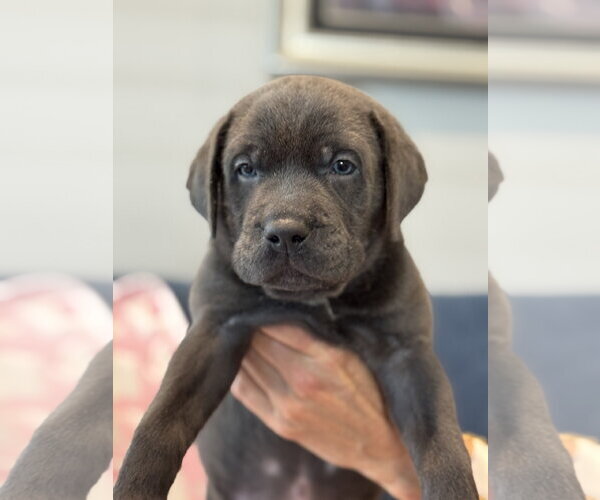 Medium Photo #3 Labrador Retriever-Unknown Mix Puppy For Sale in San Diego, CA, USA