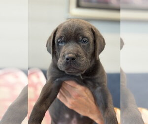 Charlotte's Puppy Tiki - Female Labrador Retriever-Unknown Mix Dog for Adoption - Photo #3