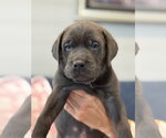 Small Photo #3 Labrador Retriever-Unknown Mix Puppy For Sale in San Diego, CA, USA