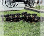 Small #2 Rottweiler