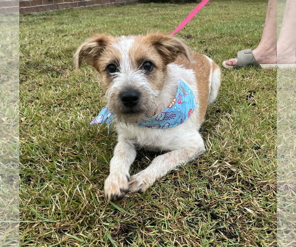 Medium Photo #3 Brittany-Unknown Mix Puppy For Sale in Mobile, AL, USA