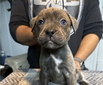 Small #1 Cane Corso