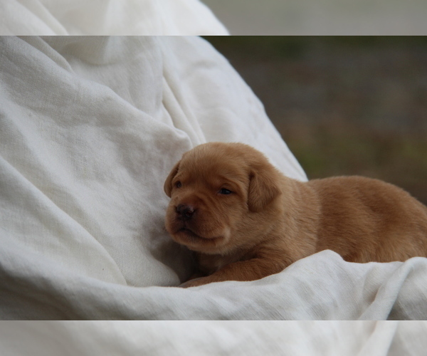 Medium Photo #25 Labrador Retriever Puppy For Sale in HYDE PARK, VT, USA