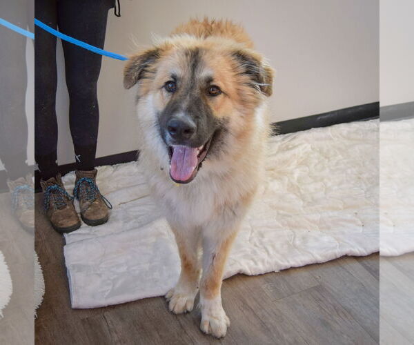 Medium Photo #4 German Shepherd Dog-Great Pyrenees Mix Puppy For Sale in Huntley, IL, USA