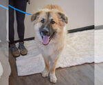 Small #3 German Shepherd Dog-Great Pyrenees Mix