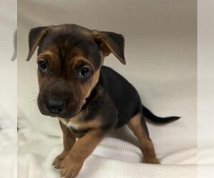American Pit Bull Terrier Dogs for adoption in HESPERIA, CA, USA