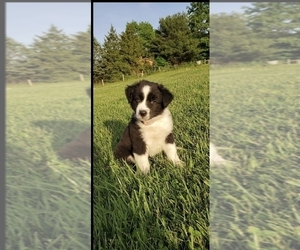 Australian Shepherd Puppy for sale in DOVER, OH, USA