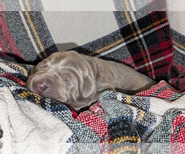 Medium Photo #22 Labrador Retriever Puppy For Sale in PALMYRA, VA, USA