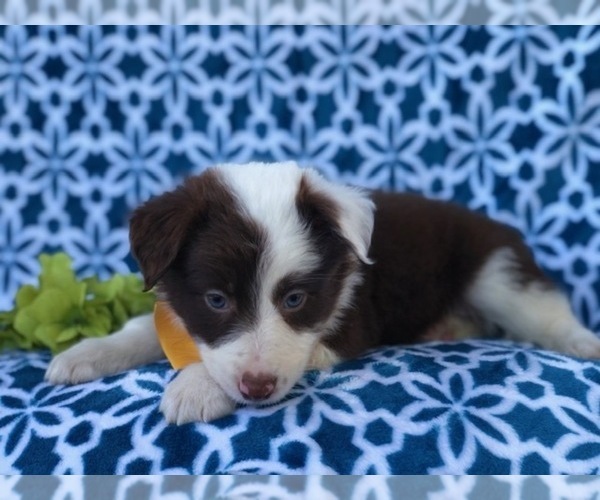 Medium Photo #5 Australian Shepherd Puppy For Sale in LAKELAND, FL, USA