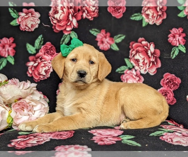 Medium Photo #4 Golden Labrador Puppy For Sale in HOLTWOOD, PA, USA