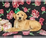 Small Photo #4 Golden Labrador Puppy For Sale in HOLTWOOD, PA, USA