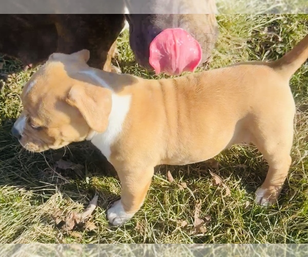 Medium Photo #4 American Bully Puppy For Sale in GROVE CITY, MN, USA