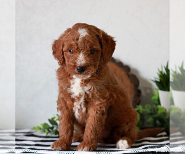 Medium Photo #4 Goldendoodle (Miniature) Puppy For Sale in LITITZ, PA, USA