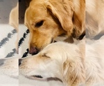 Small Photo #1 English Cream Golden Retriever-Golden Retriever Mix Puppy For Sale in STUART, FL, USA