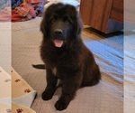 Small Photo #6 Newfoundland Puppy For Sale in BERESFORD, SD, USA