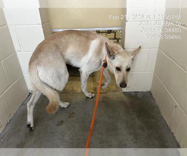 Medium Photo #1 German Shepherd Dog-Unknown Mix Puppy For Sale in Ocala, FL, USA