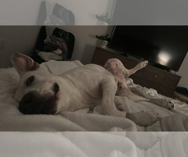 Medium Photo #1 Great Dane-Labrador Retriever Mix Puppy For Sale in Miami, FL, USA