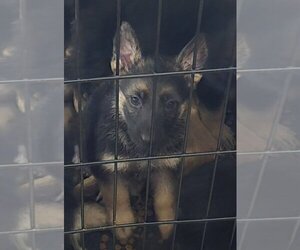 German Shepherd Dog Puppy for Sale in KALEVA, Michigan USA