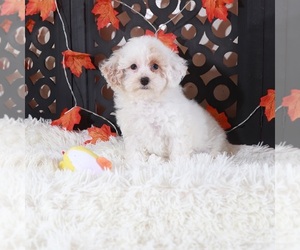 Medium Poodle (Toy)