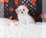 Small Poodle (Toy)