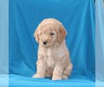 Small #1 Goldendoodle (Miniature)