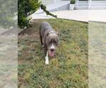 Small American Staffordshire Terrier Mix