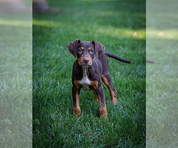 Medium Photo #4 Doberman Pinscher-Unknown Mix Puppy For Sale in Minneaoplis, MN, USA