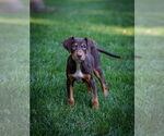 Small #3 Doberman Pinscher Mix