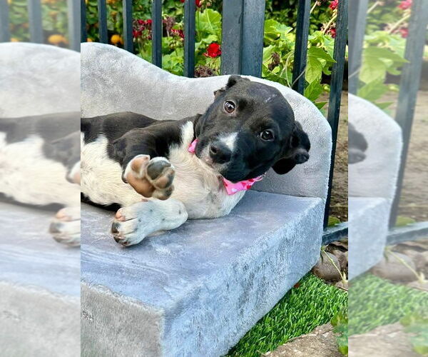Medium Photo #7 American Pit Bull Terrier-Unknown Mix Puppy For Sale in Redlands, CA, USA
