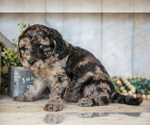 Small #1 Miniature Labradoodle