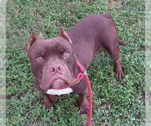 American Staffordshire Terrier Dogs for adoption in Fort Lauderdale, FL, USA