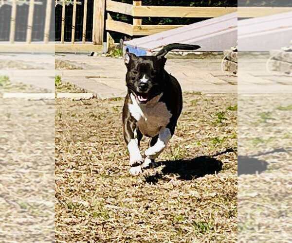 Medium Photo #9 American Pit Bull Terrier-American Staffordshire Terrier Mix Puppy For Sale in Wenonah, NJ, USA