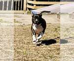 Small #8 American Pit Bull Terrier-American Staffordshire Terrier Mix