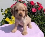 Small Photo #17 Cocker Spaniel Puppy For Sale in GOSHEN, IN, USA