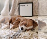 Small Photo #4 Cavalier King Charles Spaniel Puppy For Sale in TYRONE, GA, USA