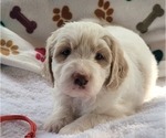Puppy 14 Goldendoodle (Miniature)