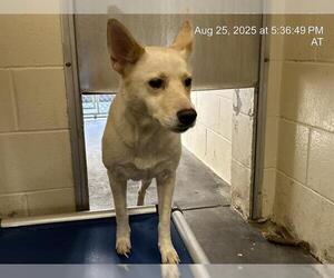 Siberian Husky-Unknown Mix Dogs for adoption in Ocala, FL, USA