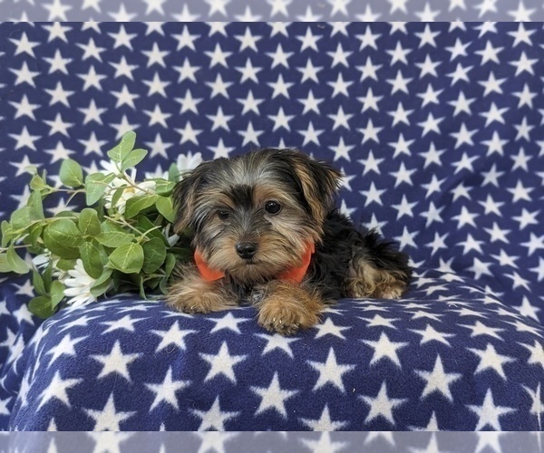 Medium Photo #6 Yorkshire Terrier Puppy For Sale in LINCOLN UNIVERSITY, PA, USA