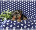 Small Photo #6 Yorkshire Terrier Puppy For Sale in LINCOLN UNIVERSITY, PA, USA
