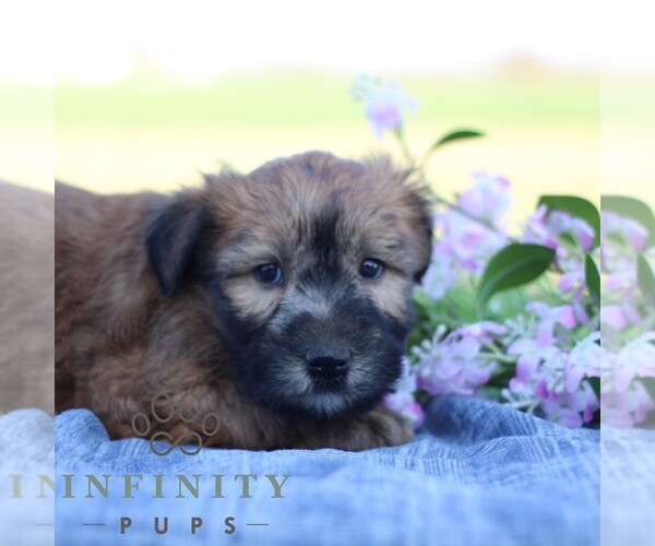 Medium Photo #4 Soft Coated Wheaten Terrier Puppy For Sale in LITITZ, PA, USA