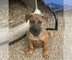Small #2 German Shepherd Dog Mix