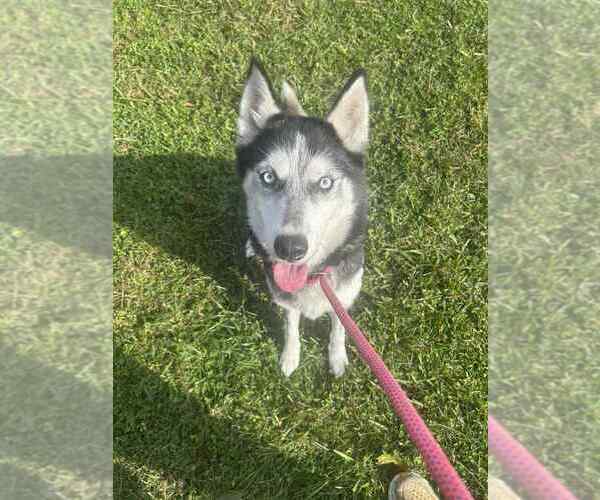 Medium Photo #2 - Mix Puppy For Sale in Benton, PA, USA