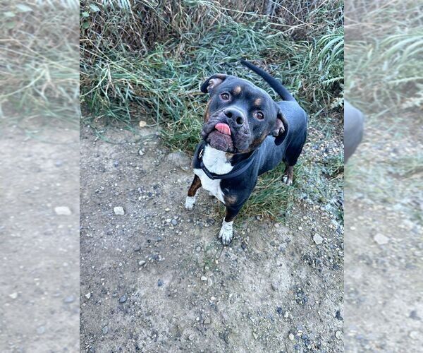 Medium Photo #2 American Pit Bull Terrier-Unknown Mix Puppy For Sale in Calgary, Alberta, Canada