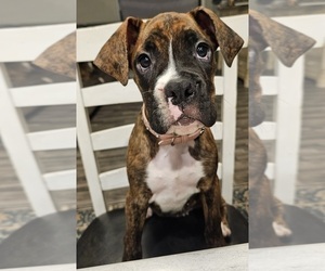 Boxer Puppy for sale in BRIGHTON, CO, USA