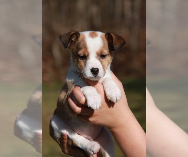 Medium Photo #1 Beagle-Shetland Sheepdog Mix Puppy For Sale in MEADVILLE, PA, USA