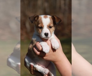 Beagle-Shetland Sheepdog Mix Puppy for sale in MEADVILLE, PA, USA