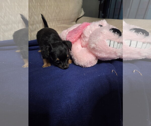 Medium Photo #2 Mutt Puppy For Sale in Spring, TX, USA