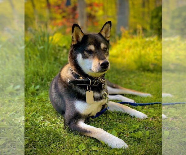 Medium Photo #2 Shiba Inu Puppy For Sale in Rootstown, OH, USA